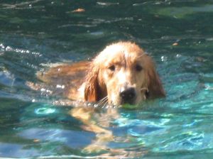 Cassie Swimming with Tennis Ball Cassie Swimming with Tennis Ball