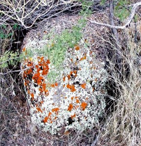 An Unexpected Wreath An Unexpected Wreath