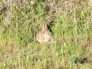 A Rabbit Hiding