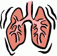 Lungs